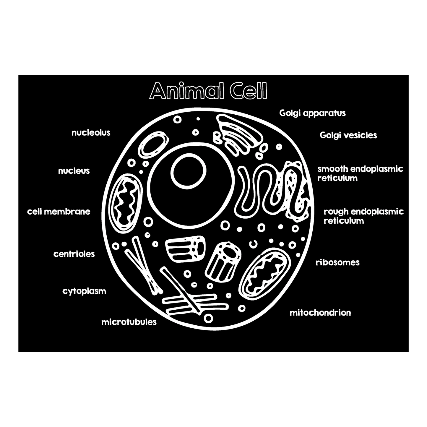 Animal Cell Activity Set