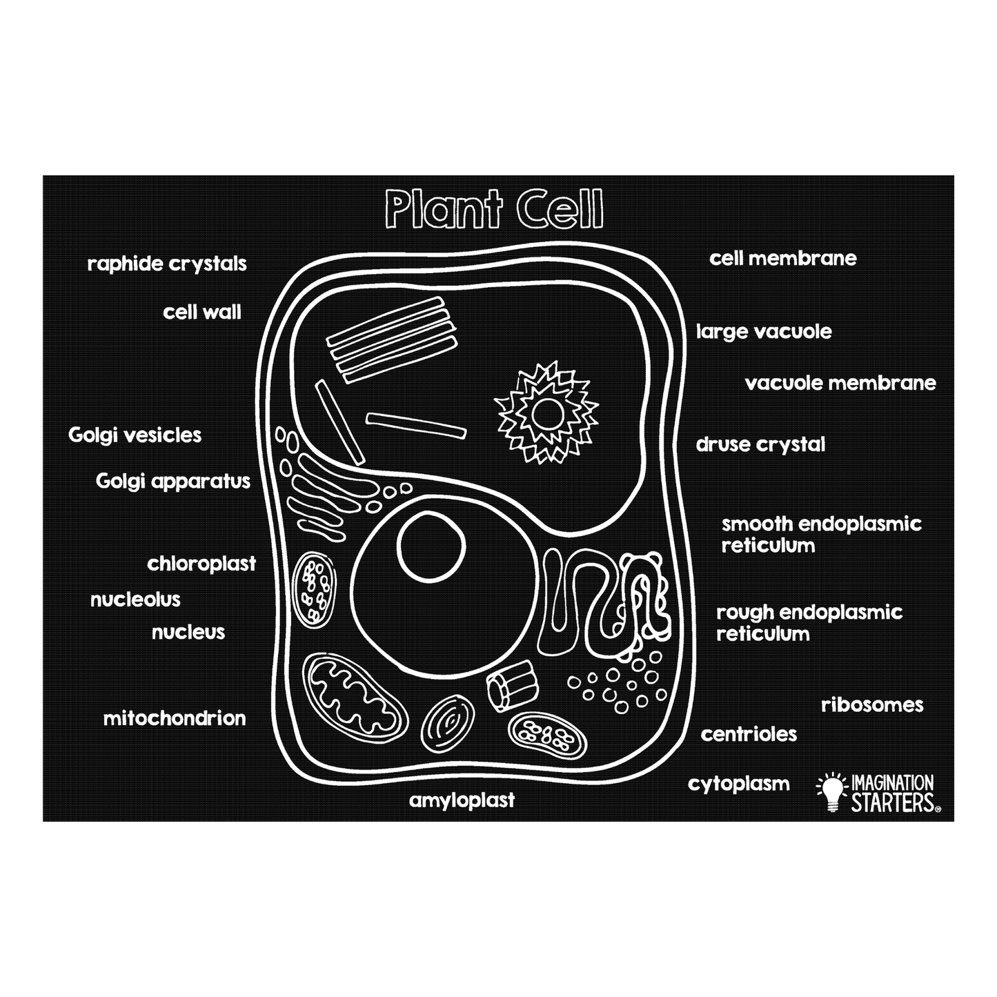 Plant Cell Activity Set