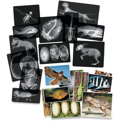 animal biology for kids